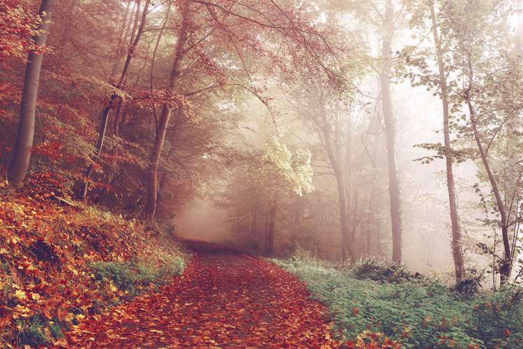 Successful Transition to ISO 9001:2015